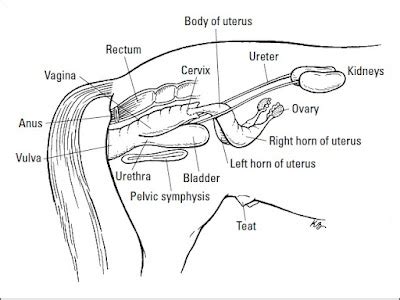 The horses reproductive system